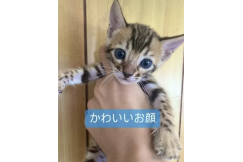 販売中の愛知県のその他の猫種-94271の2枚目